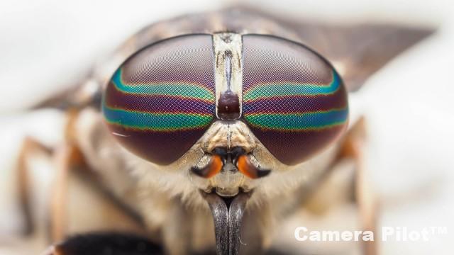 Macro Photography Insects and Plant Life Free Download